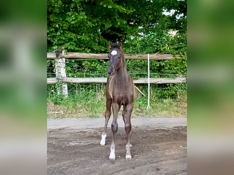 Hannoveraner Hengst Fohlen (05/2025) Rappe in Walsrode