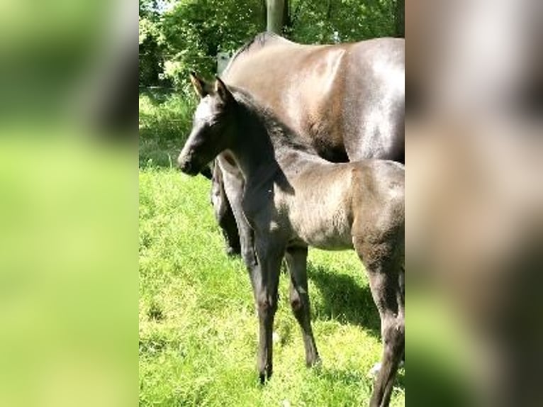 Hannoveraner Hengst Fohlen (05/2025) Rappe in Walsrode