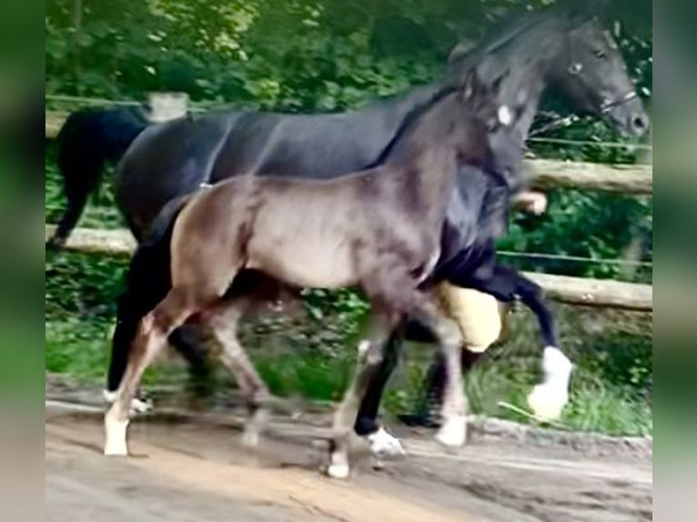 Hannoveraner Hengst Fohlen (05/2025) Rappe in Walsrode