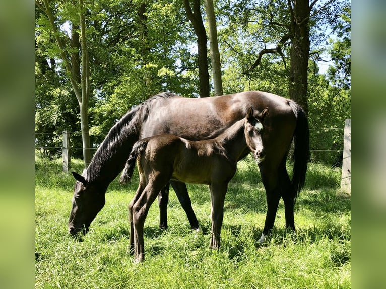 Hannoveraner Hengst Fohlen (05/2025) Rappe in Walsrode
