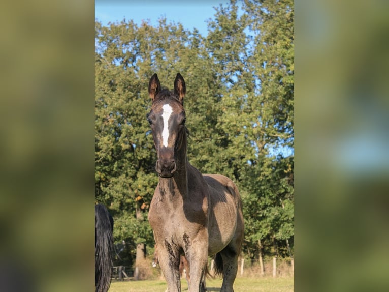 Hannoveraner Hengst Fohlen (06/2025) Rappe in Hamersen