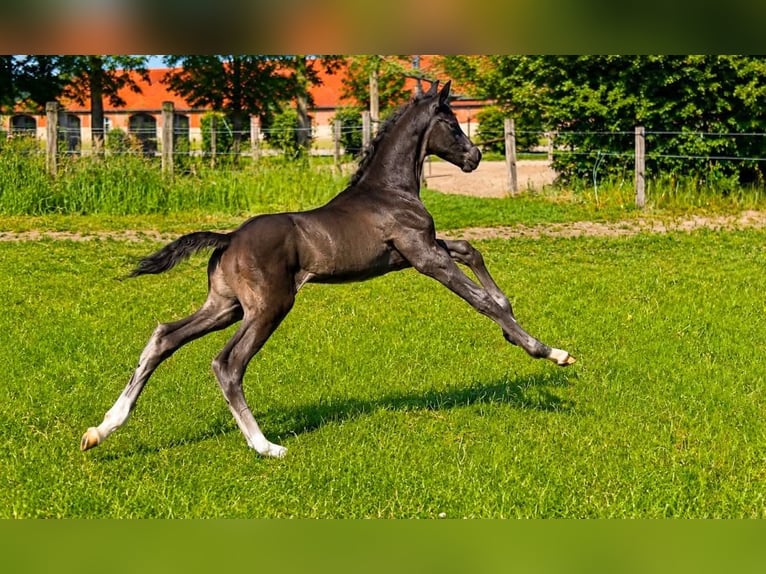 Hannoveraner Hengst Fohlen (01/2026) Rappe in Vechta