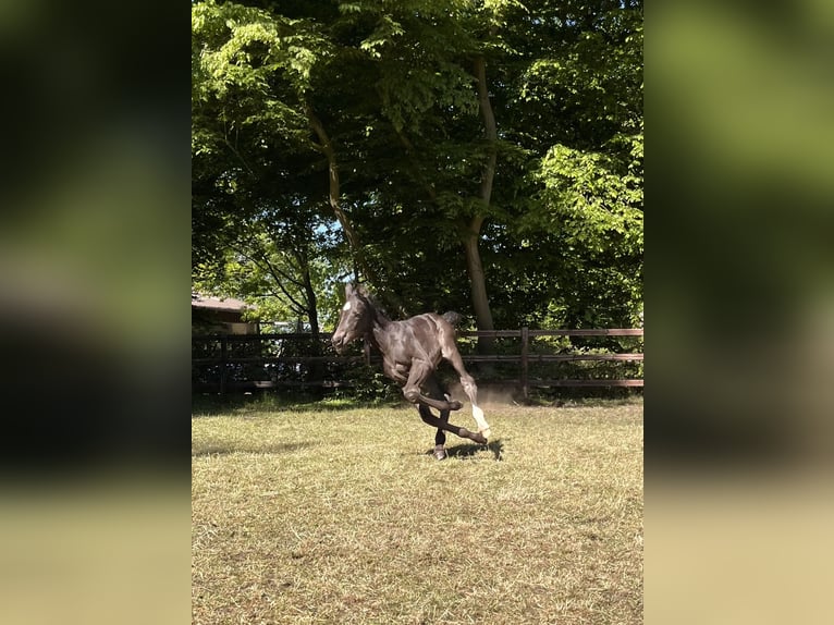 Hannoveraner Hengst Fohlen (04/2025) Rappe in Tarmstedt