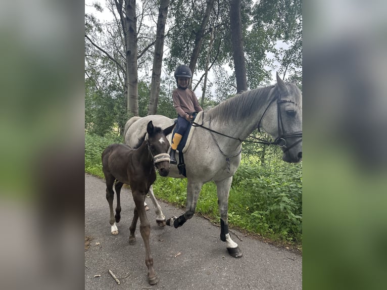 Hannoveraner Hengst Fohlen (05/2026) Rappe in Adelheidsdorf
