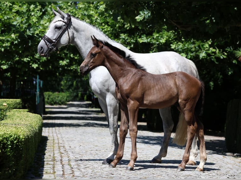 Hannoveraner Hengst Fohlen (05/2026) Rappe in Adelheidsdorf