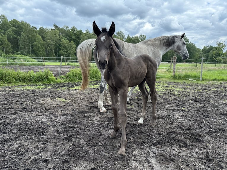 Hannoveraner Hengst Fohlen (05/2026) Rappe in Adelheidsdorf