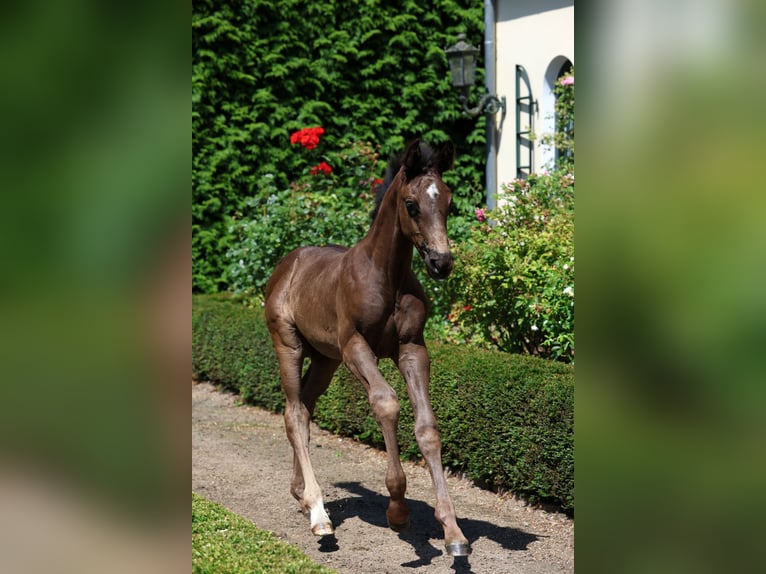 Hannoveraner Hengst Fohlen (05/2026) Rappe in Adelheidsdorf