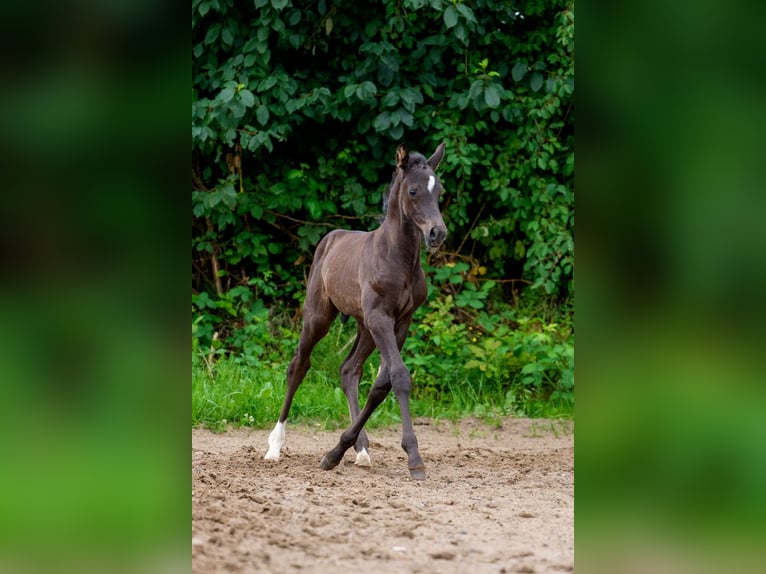 Hannoveraner Hengst Fohlen (06/2025) Rappe in Osterr&#xF6;nfeld