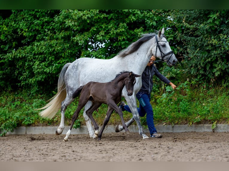 Hannoveraner Hengst Fohlen (06/2025) Rappe in Osterr&#xF6;nfeld