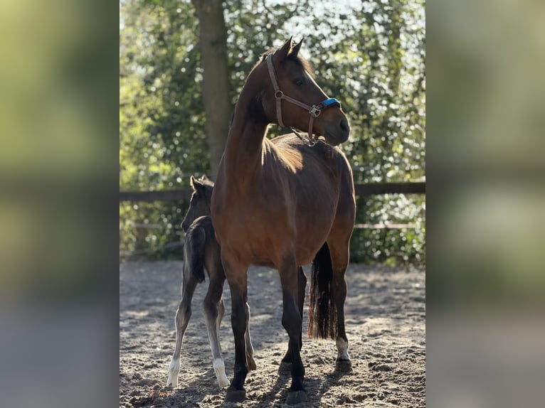 Hannoveraner Hengst Fohlen (04/2026) Rappe in Apen