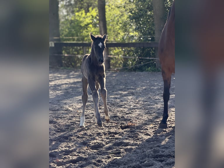Hannoveraner Hengst Fohlen (04/2026) Rappe in Apen