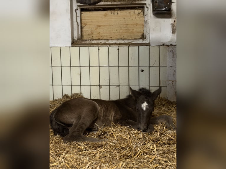 Hannoveraner Hengst Fohlen (04/2026) Rappe in Apen