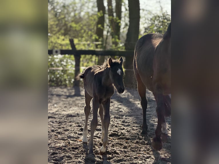 Hannoveraner Hengst Fohlen (04/2026) Rappe in Apen