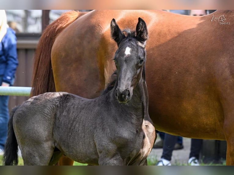 Hannoveraner Hengst Fohlen (05/2026) Rappe in Breddorf