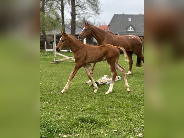 Hannoveraner Hengst Fohlen (03/2026) Rotfuchs in Thedinghausen