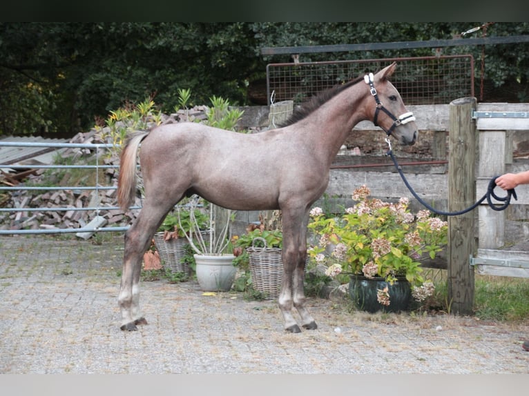 Hannoveraner Hengst Fohlen (04/2025) Rotschimmel in Osterwald
