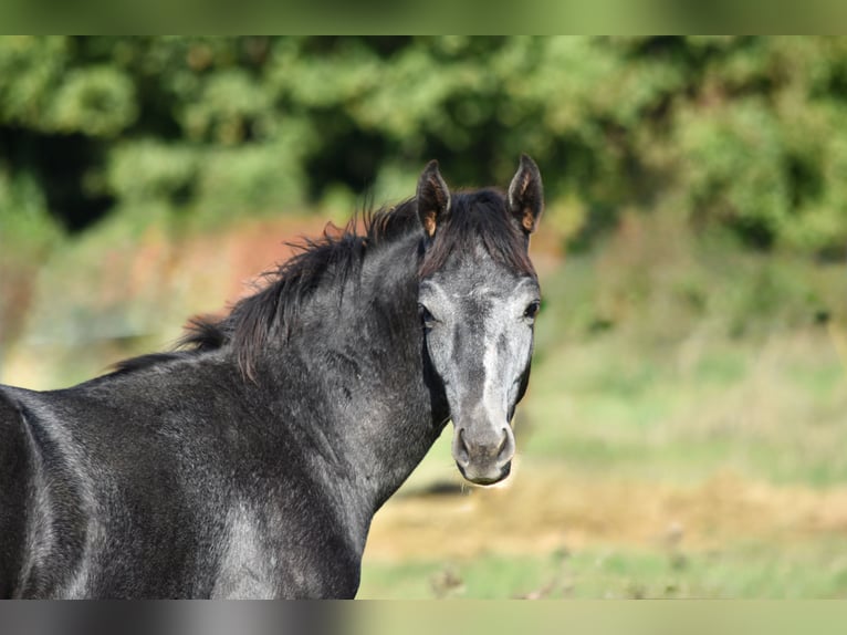 Hannoveraner Hengst Fohlen (05/2025) Schimmel in Chateau Larcher