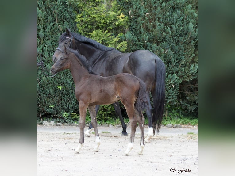 Hannoveraner Hengst  Schwarzbrauner in Agathenburg
