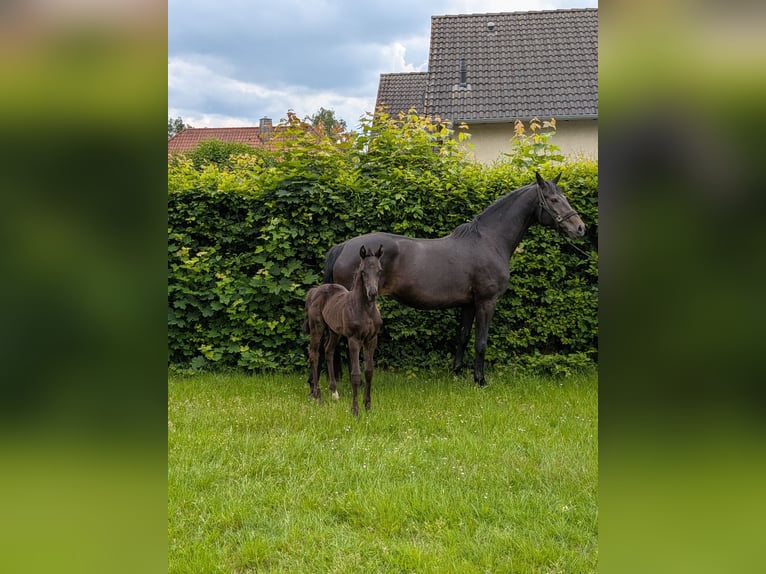 Hannoveraner Hengst Fohlen (05/2026) Schwarzbrauner in Brome