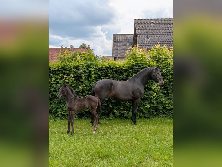 Hannoveraner Hengst Fohlen (05/2026) Schwarzbrauner in Brome