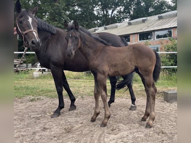 Hannoveraner Hengst Fohlen (05/2025) Schwarzbrauner in DrentwedeBarnstorf