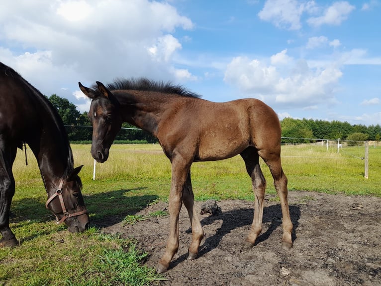 Hannoveraner Hengst Fohlen (05/2025) Schwarzbrauner in DrentwedeBarnstorf