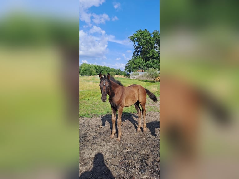 Hannoveraner Hengst Fohlen (05/2025) Schwarzbrauner in DrentwedeBarnstorf