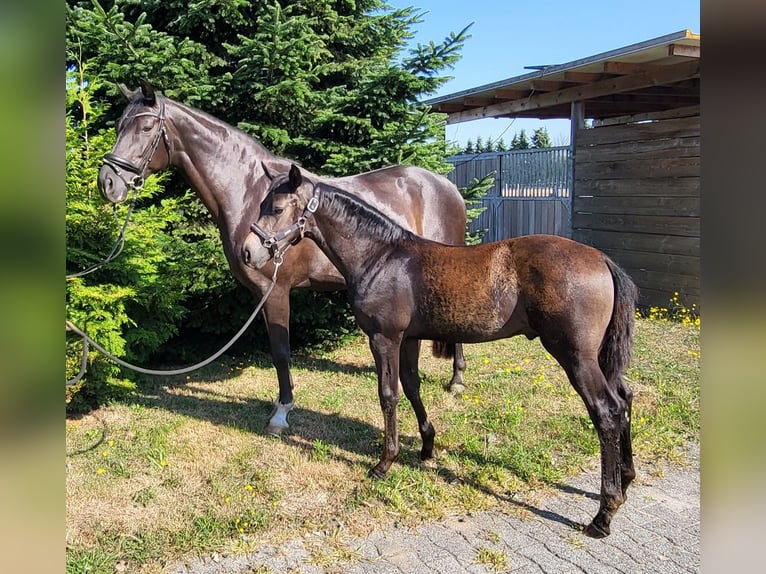 Hannoveraner Hengst Fohlen (03/2026) Schwarzbrauner in Heede