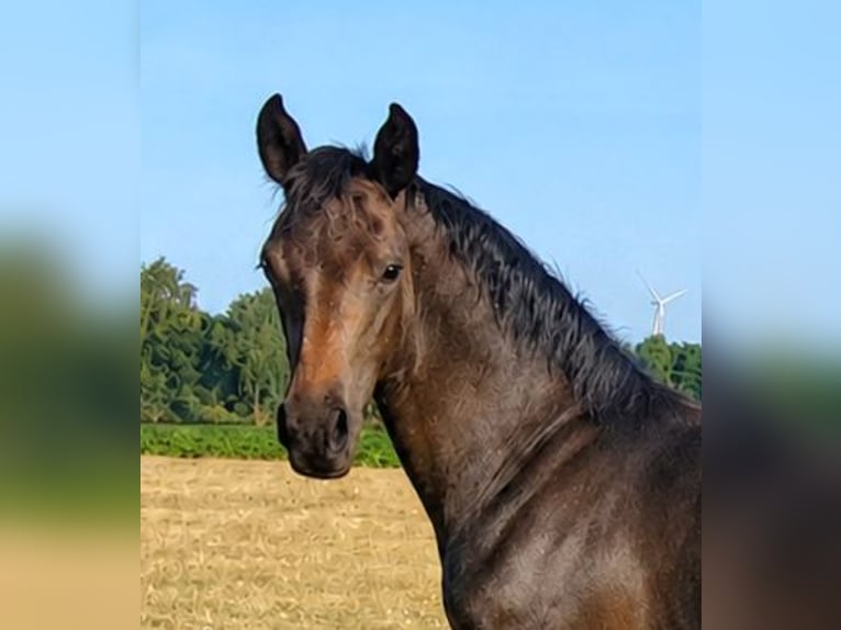 Hannoveraner Hengst Fohlen (03/2026) Schwarzbrauner in Heede