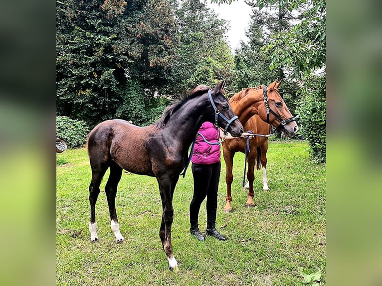 Hannoveraner Hengst Fohlen (06/2025) Schwarzbrauner in Koppenbr&#xFC;ck