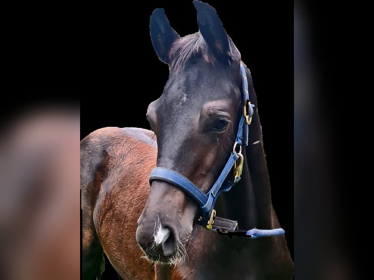 Hannoveraner Hengst Fohlen (06/2025) Schwarzbrauner in Koppenbr&#xFC;ck