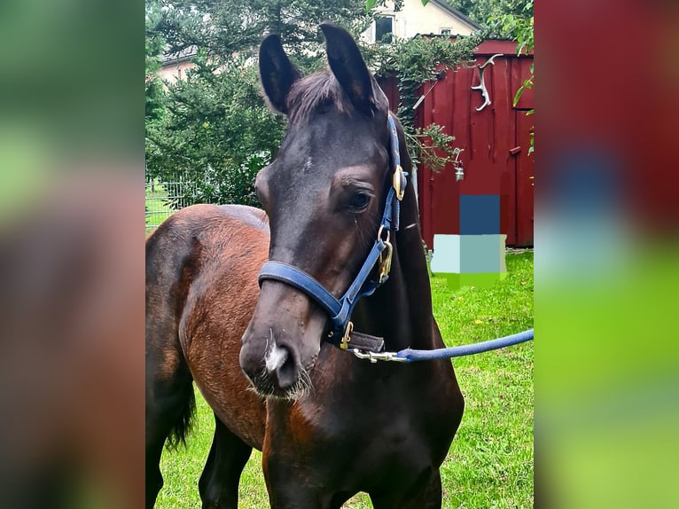 Hannoveraner Hengst Fohlen (06/2025) Schwarzbrauner in Koppenbr&#xFC;ck