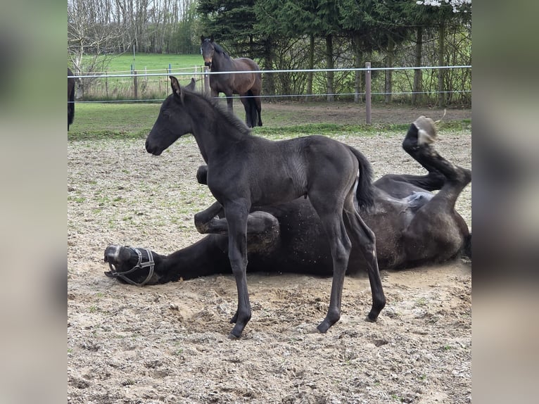 Hannoveraner Hengst Fohlen (04/2026) Schwarzbrauner in Kladrum
