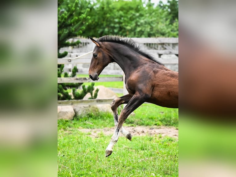 Hannoveraner Hengst Fohlen (04/2026) Schwarzbrauner in Ostrów Wielkopolski