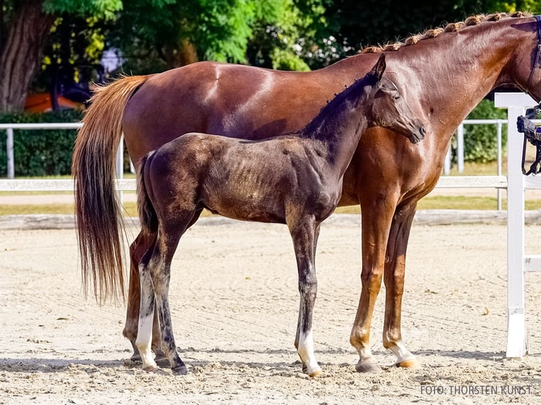 Hannoveraner Hengst Fohlen (06/2026) Schwarzbrauner in Verden