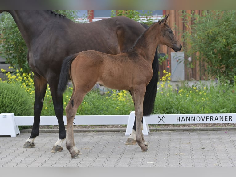 Hannoveraner Hengst Fohlen (04/2024) Schwarzbrauner in Mudau