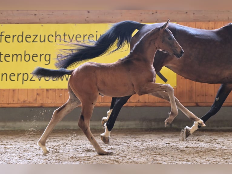 Hannoveraner Hengst Fohlen (04/2024) Schwarzbrauner in Mudau