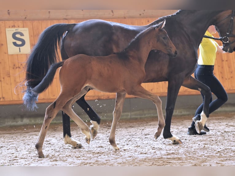 Hannoveraner Hengst Fohlen (04/2024) Schwarzbrauner in Mudau