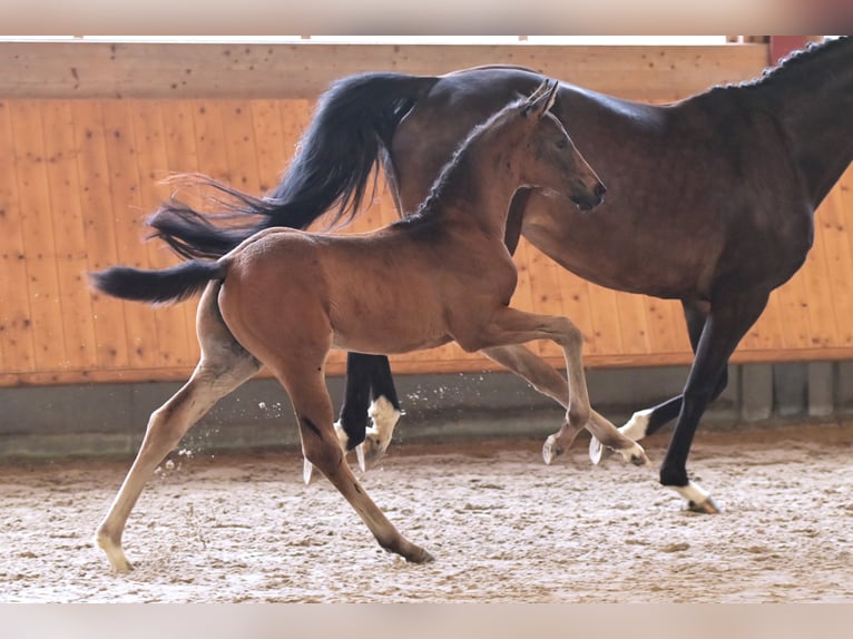 Hannoveraner Hengst Fohlen (04/2024) Schwarzbrauner in Mudau