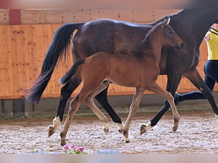 Hannoveraner Hengst Fohlen (04/2024) Schwarzbrauner in Mudau