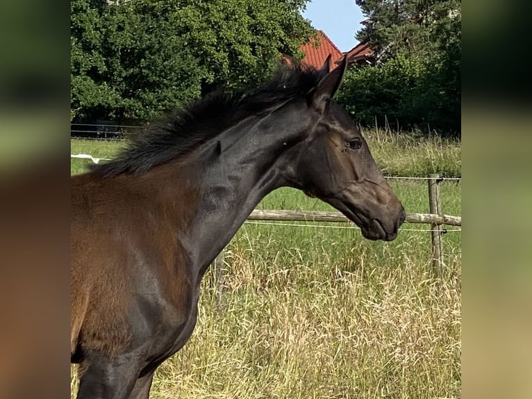 Hannoveraner Hengst  Schwarzbrauner in Wolfsburg