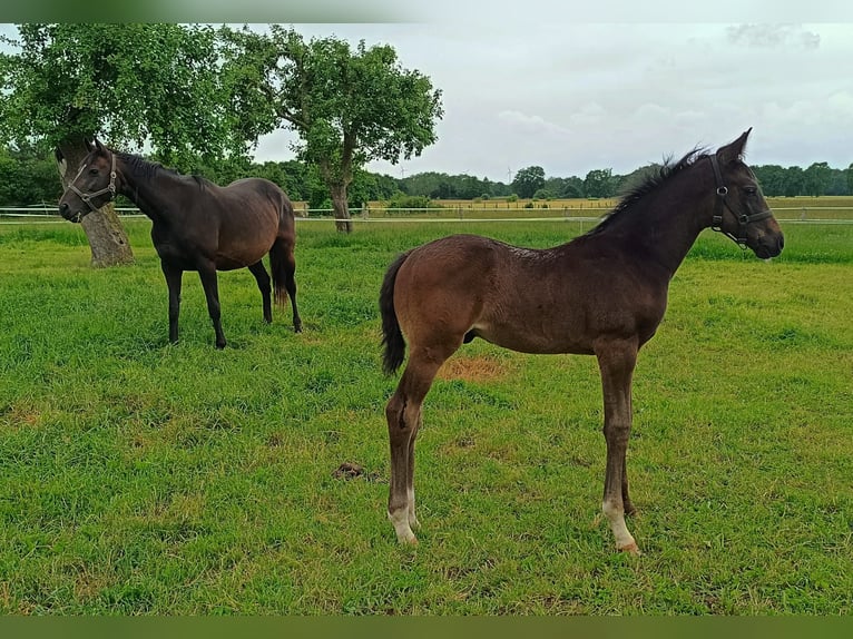 Hannoveraner Hengst  Schwarzbrauner in Rodewald