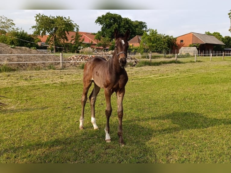 Hannoveraner Hengst  Schwarzbrauner in Rodewald