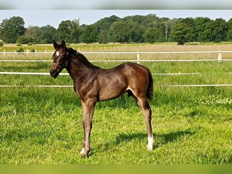 Hannoveraner Hengst  Schwarzbrauner in Rodewald