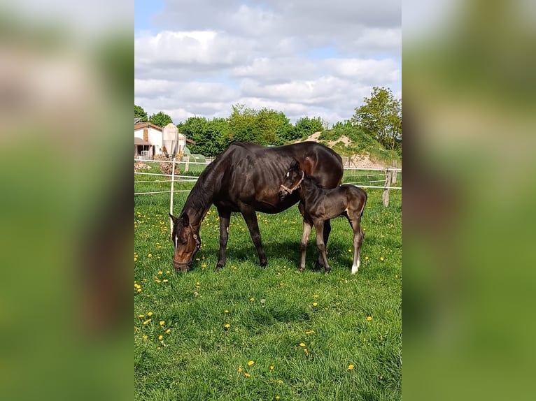 Hannoveraner Hengst  Schwarzbrauner in Rodewald