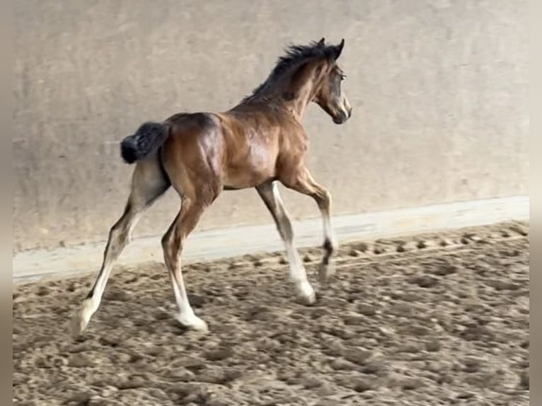 Hannoveraner Hengst Fohlen (05/2025) Schwarzbrauner in Vechta