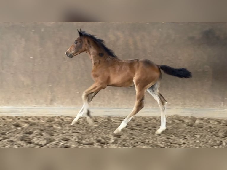 Hannoveraner Hengst Fohlen (05/2025) Schwarzbrauner in Vechta