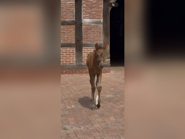 Hannoveraner Hengst  Schwarzbrauner in Badbergen