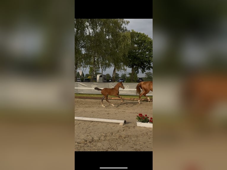 Hannoveraner Hengst  Schwarzbrauner in Badbergen