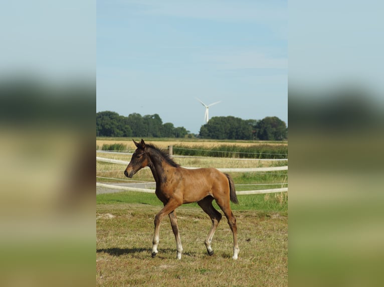Hannoveraner Hengst Fohlen (05/2026) Schwarzbrauner in Dornum Nesse